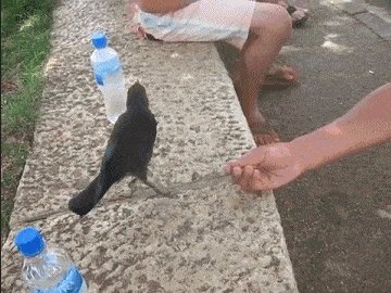 Crow asks for water