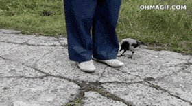 Crows are my favourite birds