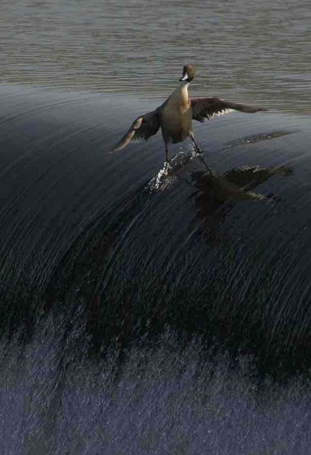 Behold... the coolest duck you will EVER see