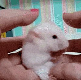 How to shock your hamster