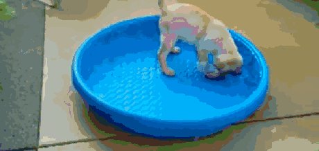Clumsy puppies are the best