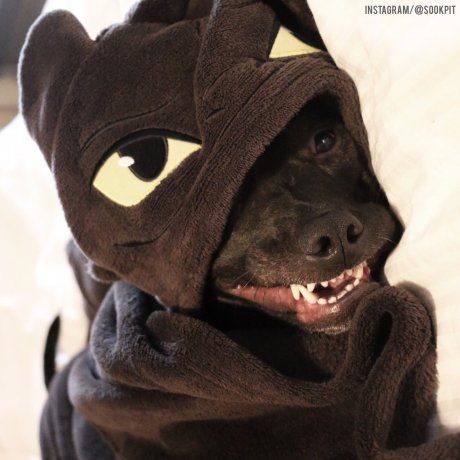 She loves her Toothless blanket