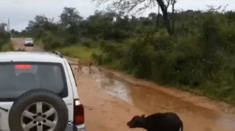 Baby Buffalo Gets Too Close To A Lion. Mother Buffalo Intervenes