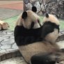 Panda Kiss