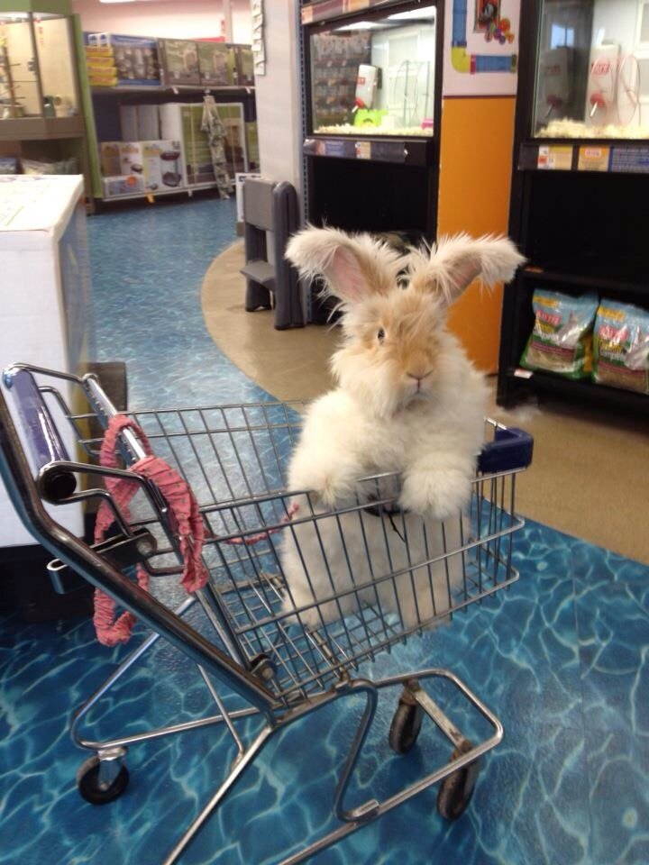 Excuse me, what aisle are the carrots in?