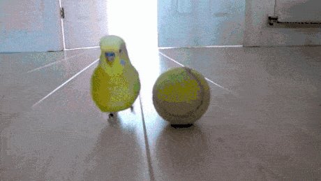 Just a bird and his tennis ball