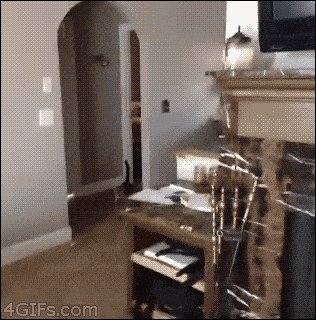 Pets playing