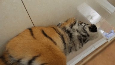Big Cats Are Still Just Cats :)