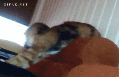 This Cat Hilariously Tries To Steal His Owner\'s Sock