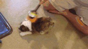 Brushie brushie