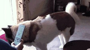 LET ME HELP HIM! THAT BIG HAIRY KITTY IS ATTACKING HIM!