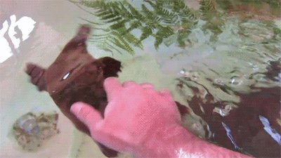 Platypus Playtime