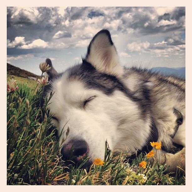 After hiking up a glacier, Bode needed a nap...
