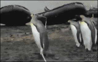Penguins vs. the rope