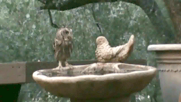 Baby Owls Playing Togther In A Bird Bath