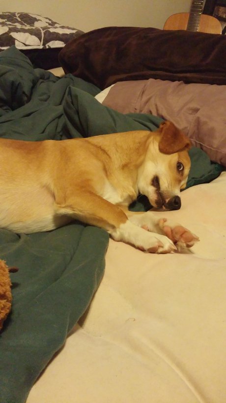 Thought my dog was sleeping, until I opened a bag of chips.