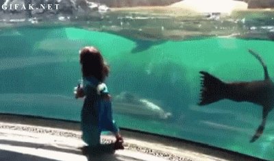 Little Girl Falls. Seal Is Concerned..
