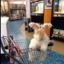 Excuse me, what aisle are the carrots in?