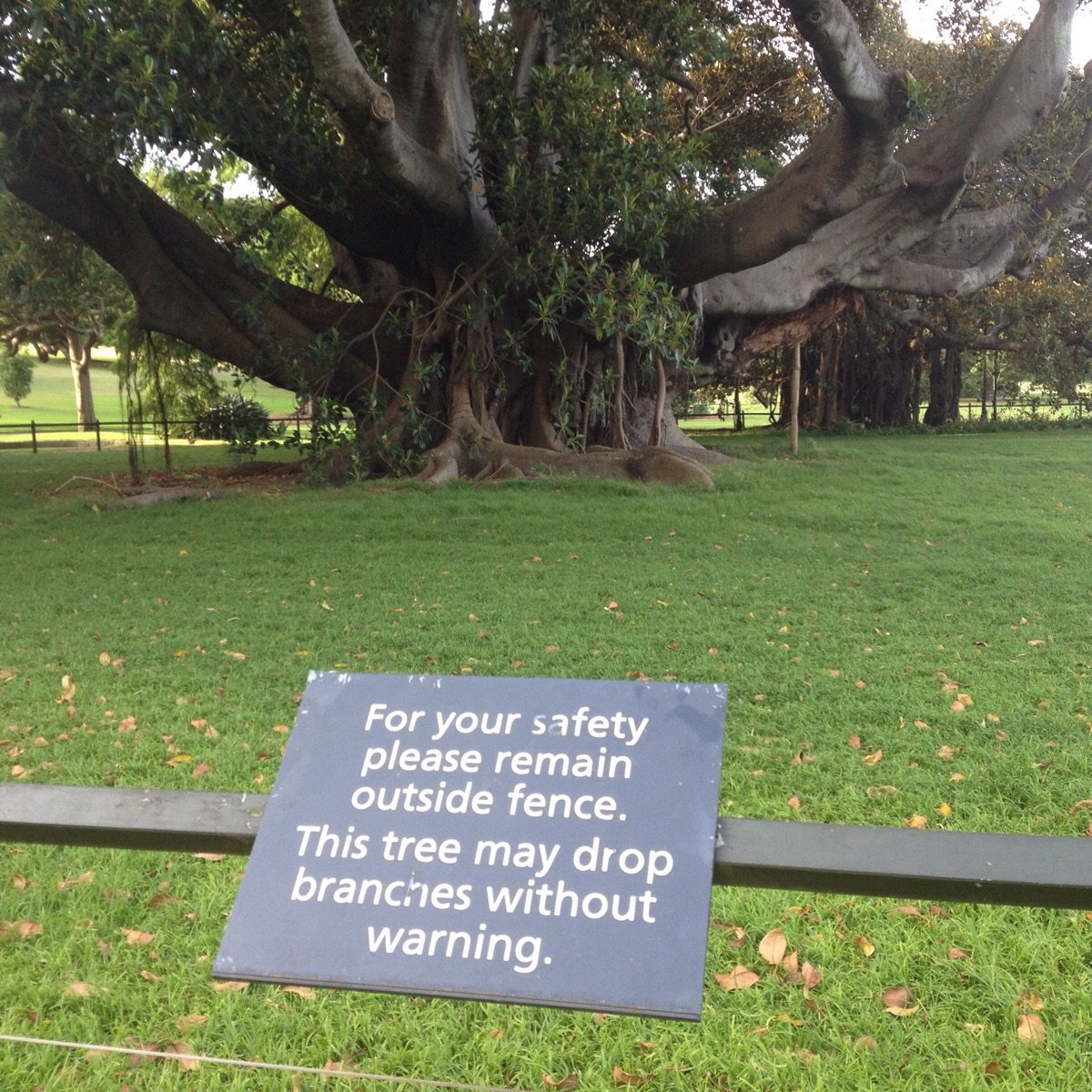 This tree doesn't fuck around