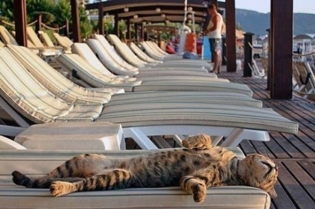 Sunbathing Kitty