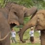 Lucky, a blind elephant rescued from the circus, is greeted by another elephant upon arrival at the elephant sanctuary.