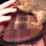 Squirrel on the hat