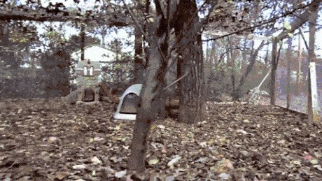 A PLAYFUL LOVING FOX