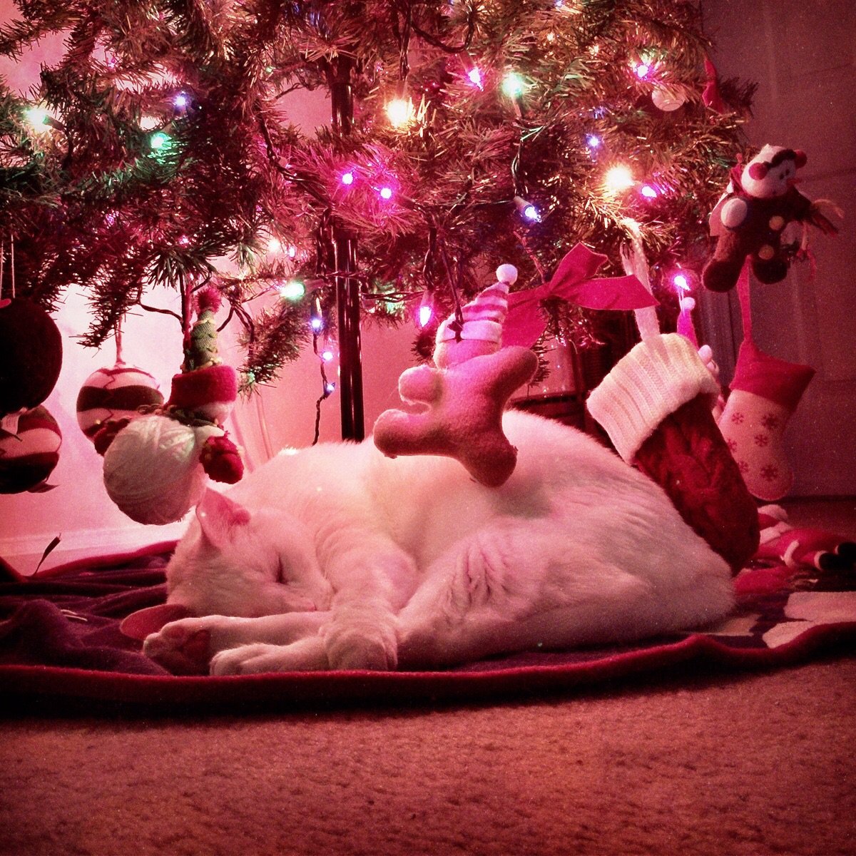 Haven't taken down the Christmas tree. Here's a reason why.