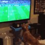 This dog loves the world cup