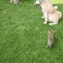 Two adopted foxes and their adorable step mom.