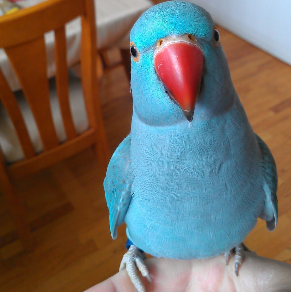My bird loves to pose for you guys :-)