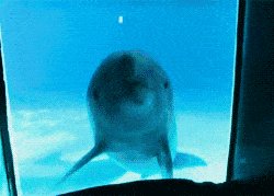 A dolphin sees itself in a mirror