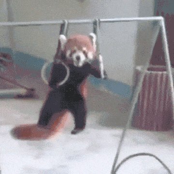 Red panda