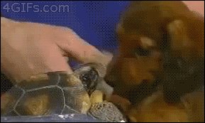 This pup got Owned.