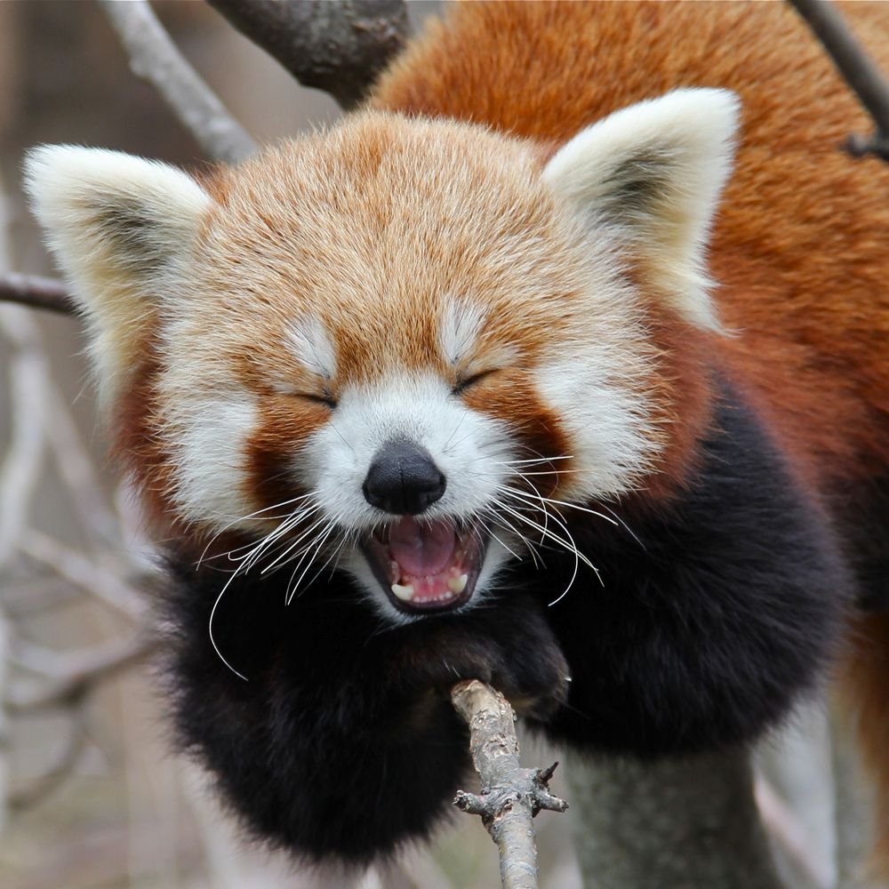 Red pandas are so adorable.