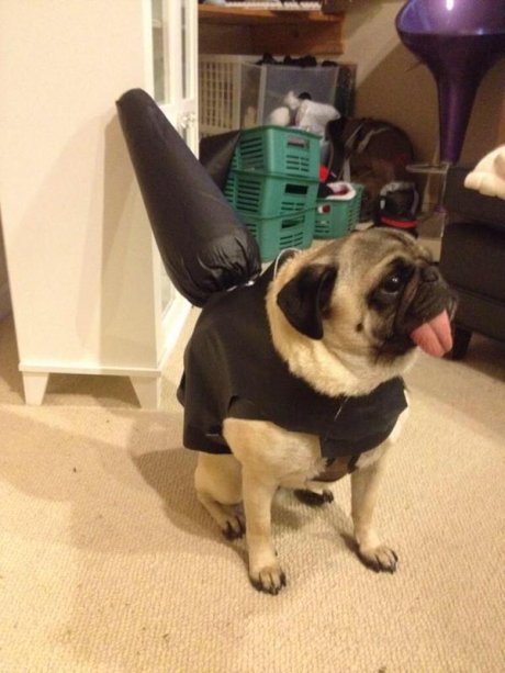 Butt Pug