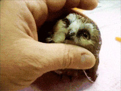 Owl enjoys being petted