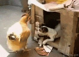 Chicken Vs. Dog! And the winner is...