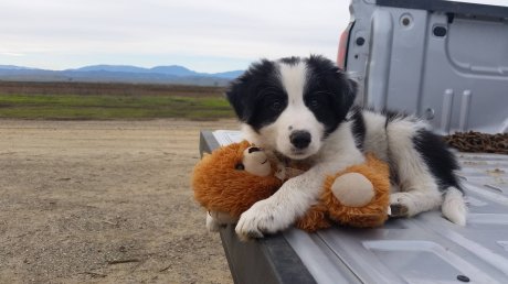 Farm dog in training.