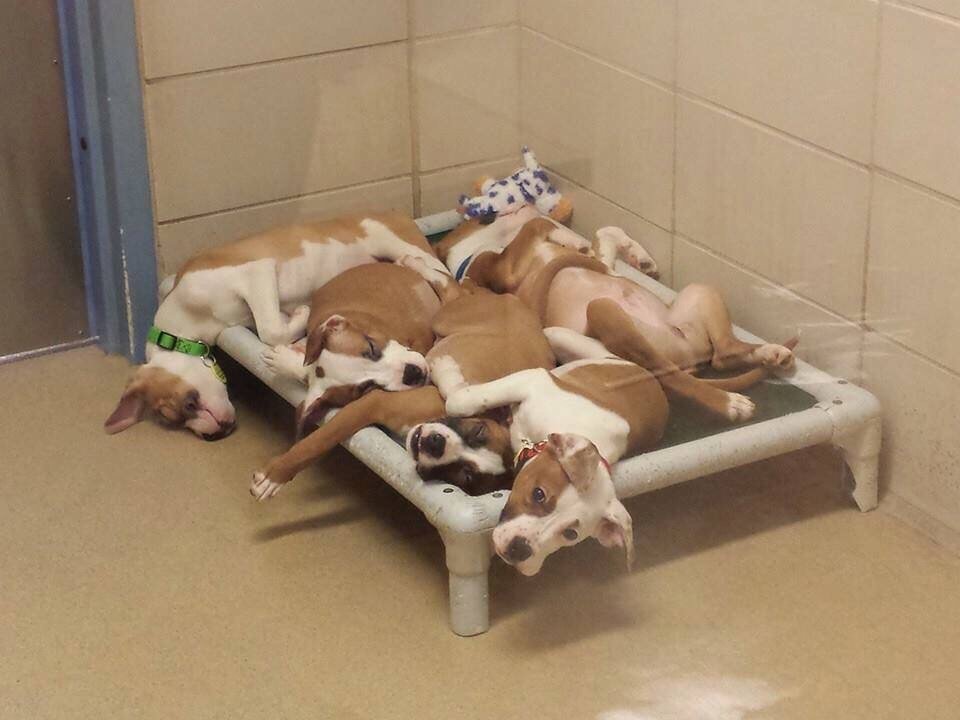 Local humane society posted this picture today.