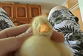 A duckling falls asleep from her human petting her.