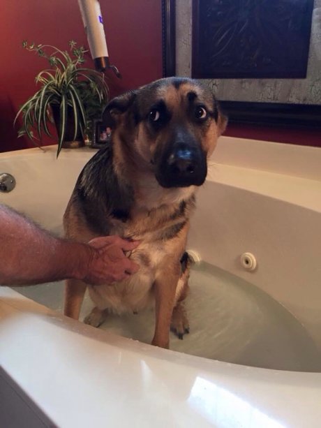 Rub a dub dub! Steeler hates the tub.