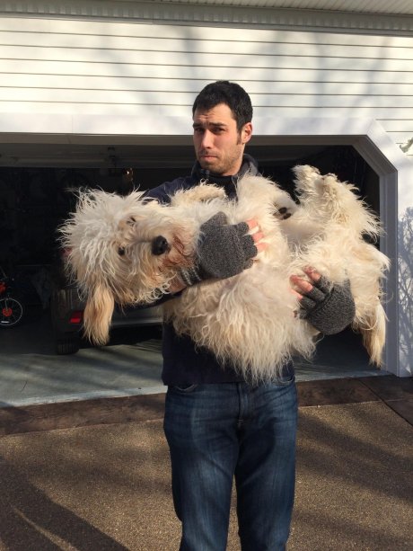 Atticus the Goldendoodle 1 year later... furry monster