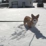 Corgi in the Snow