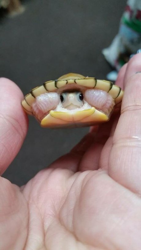 My friend's new baby turtle