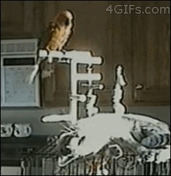 This cat just didn\'t know what hit him.