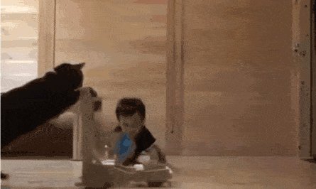 Cat teaching baby to walk