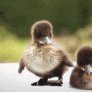 Fluffy ducky