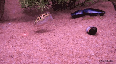 Dog/cat trying to catch a laserpoint - okay... but have you ever seen a pufferfish trying to get one? Gorgeous!