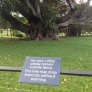 This tree doesn't fuck around